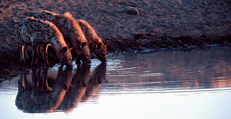 HYÄNEN AM WASSERLOCH