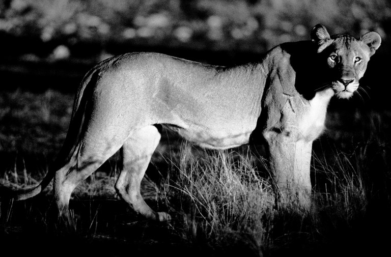 löwin im gras Kopie