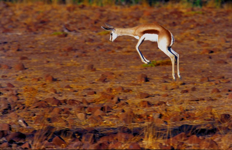 sprinbok jump