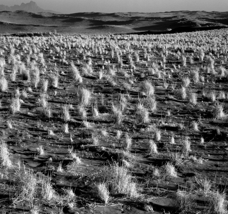 Wüstengrasbüschelb